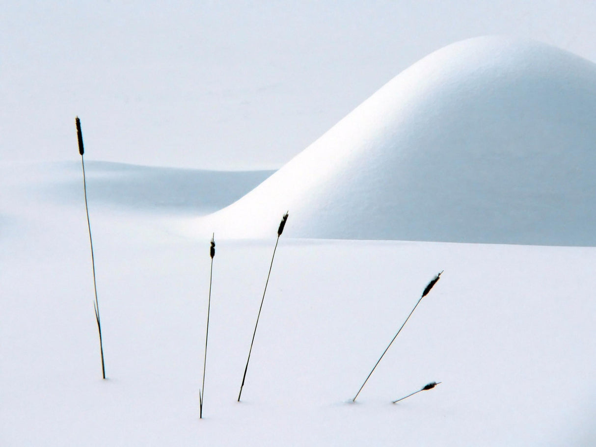 Still life in Winter Poster och Canvastavla