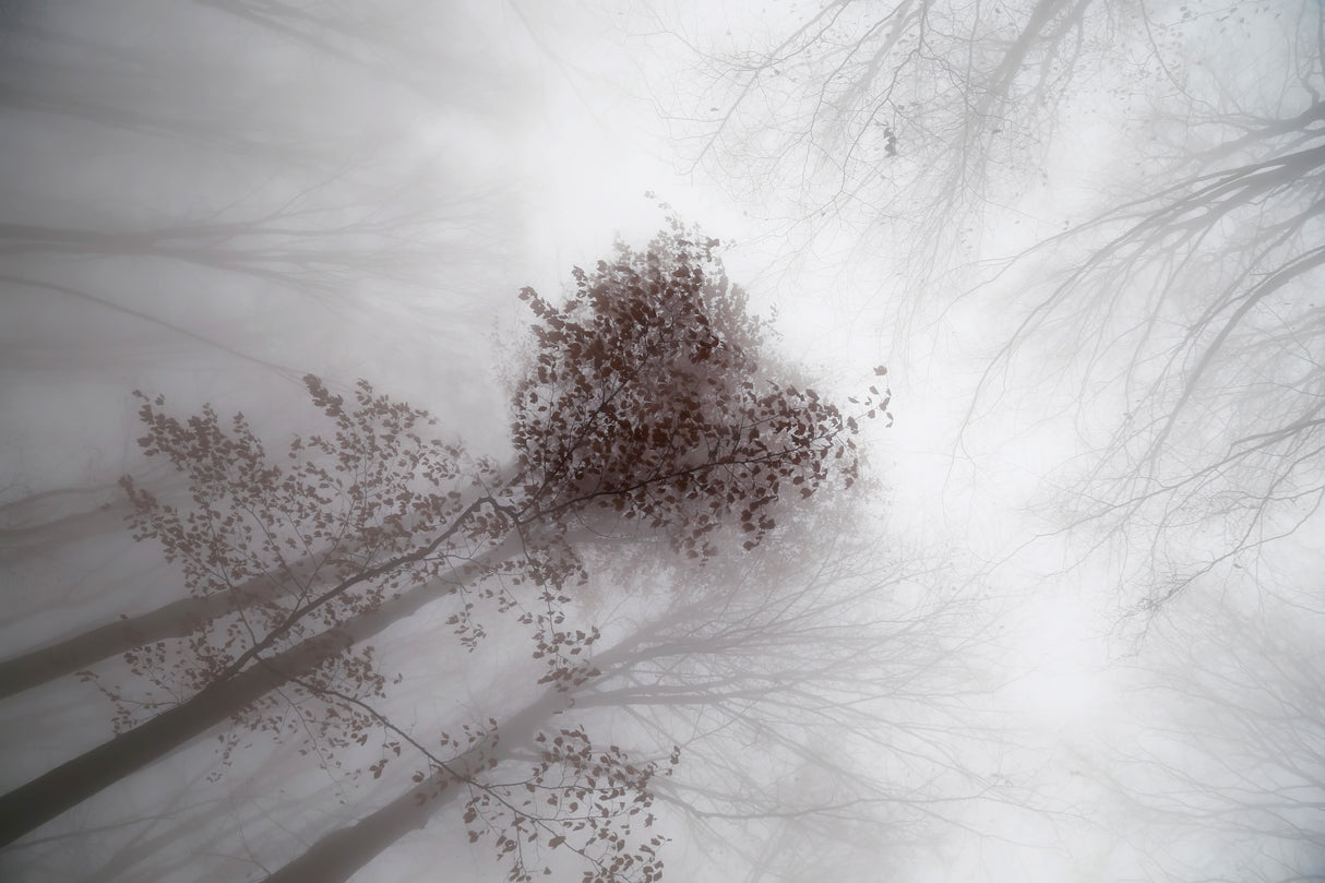 Heart of the forest Poster och Canvastavla