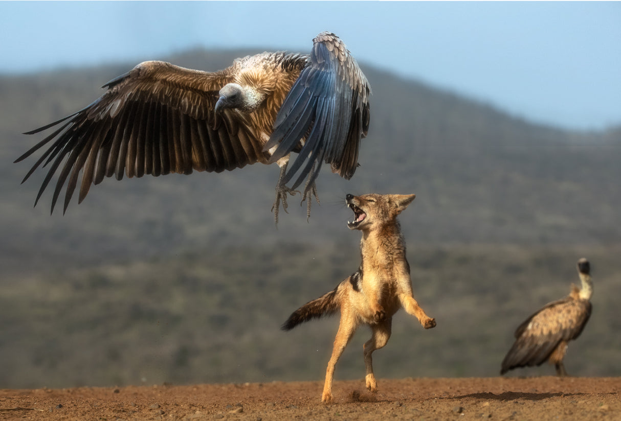 Jackal chasing vulture... Poster och Canvastavla