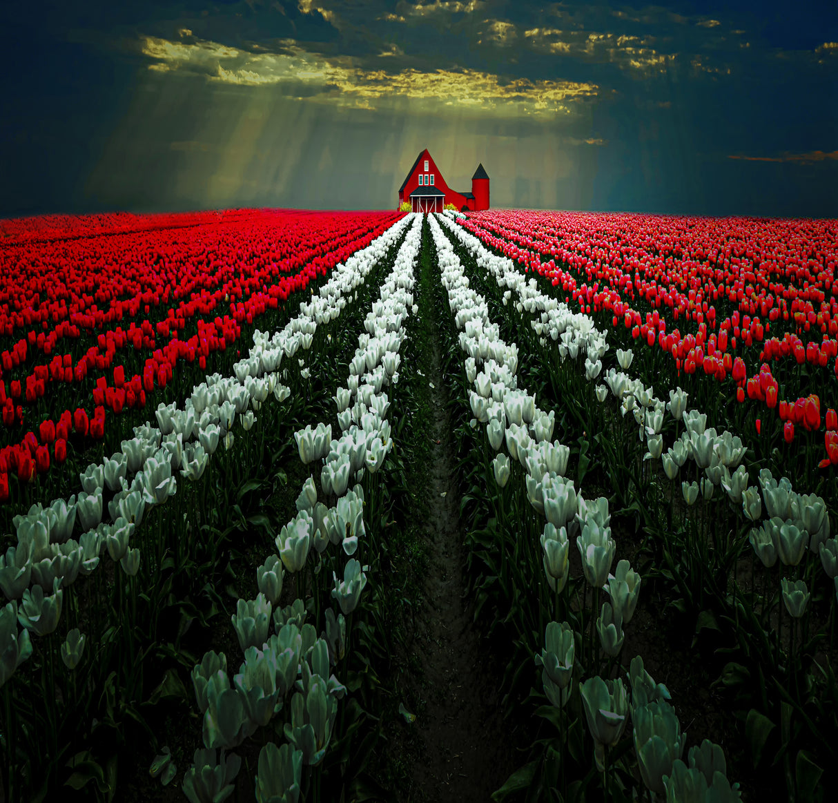 Tulip Garden Poster och Canvastavla