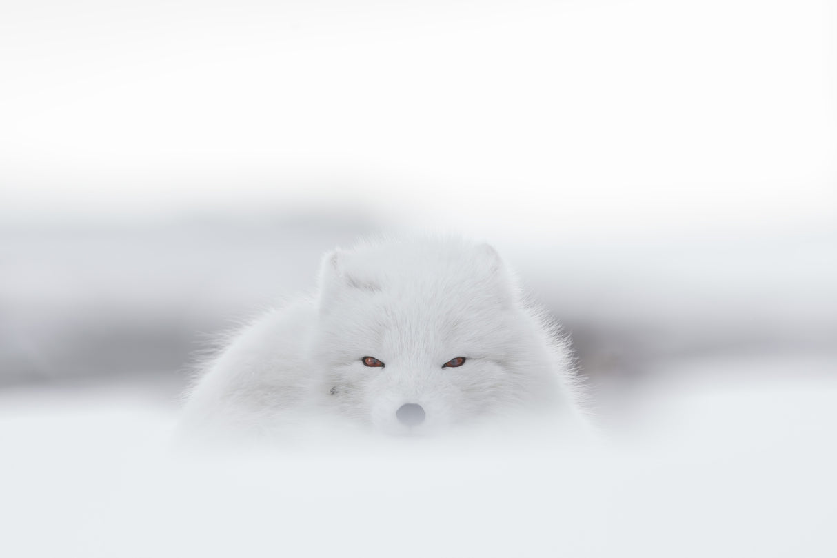 white Poster och Canvastavla