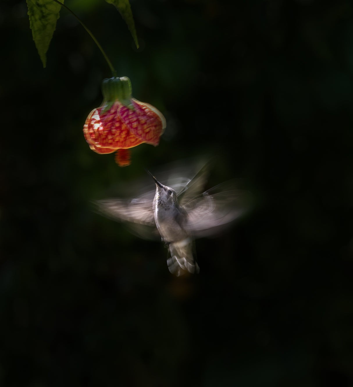 Anna's Hummingbird Poster och Canvastavla