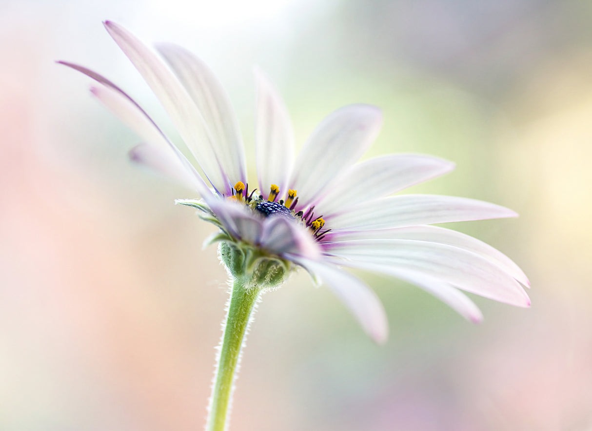 Cape Daisy Poster och Canvastavla