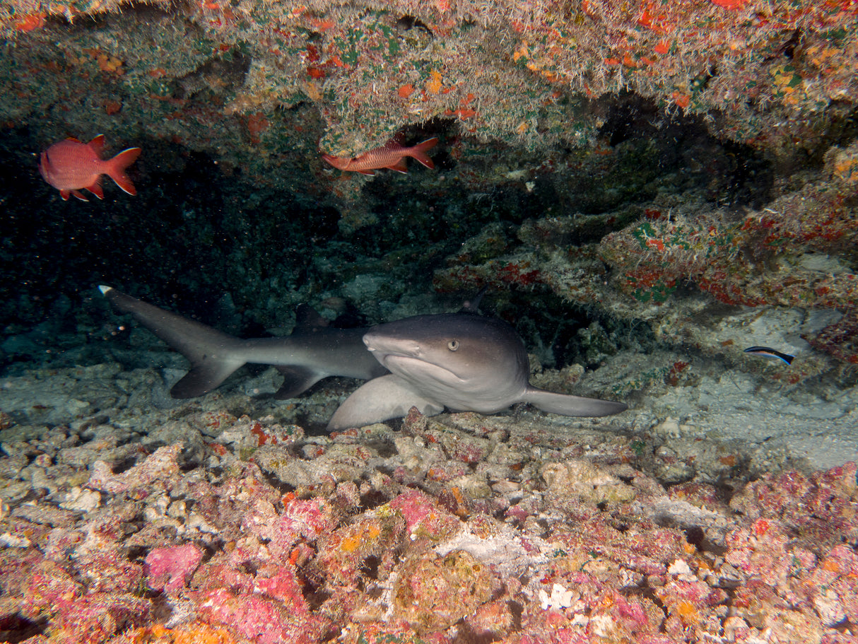 White Tip Reef Shark Poster och Canvastavla