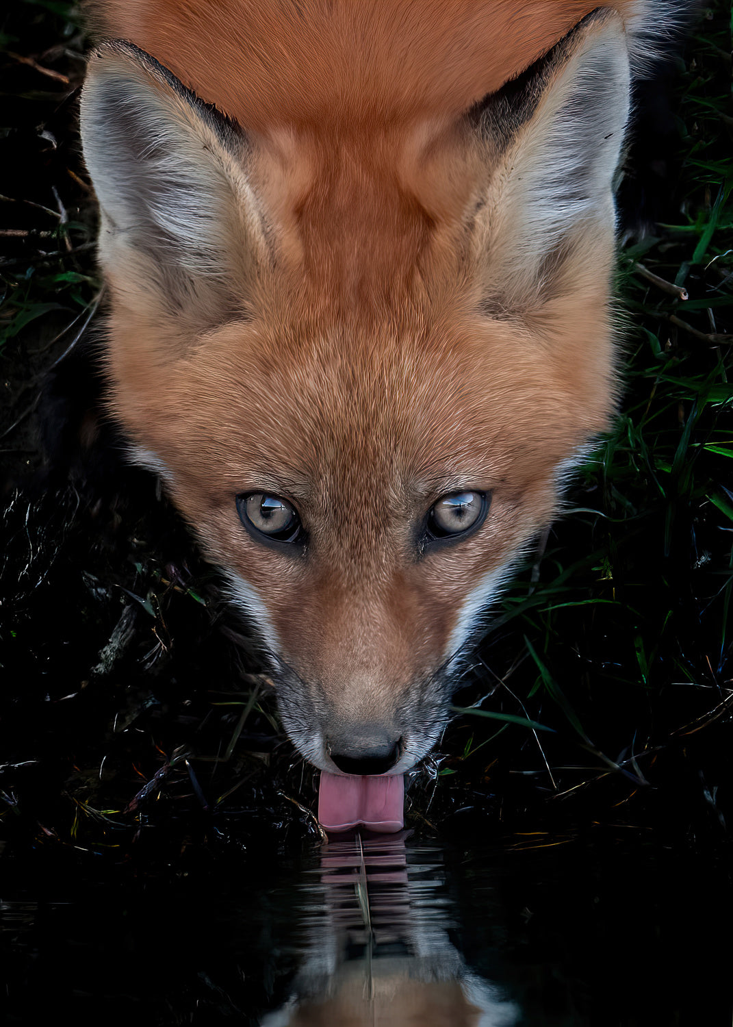 Red Fox Poster och Canvastavla