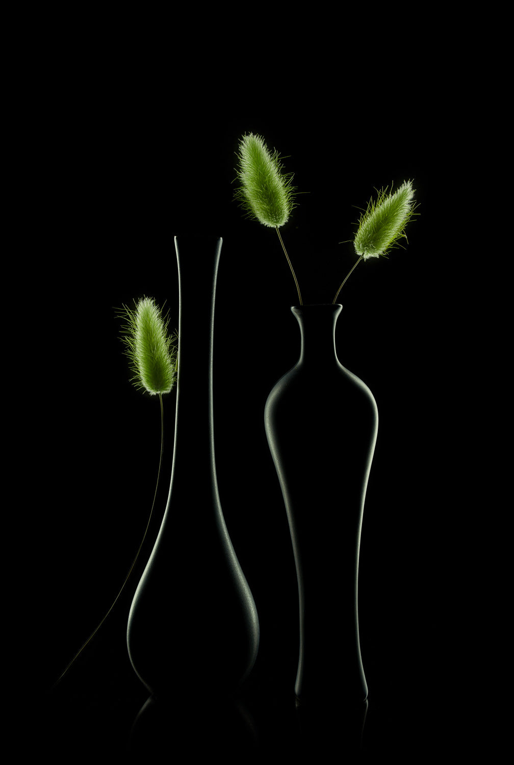 Bunny tail grass Poster och Canvastavla