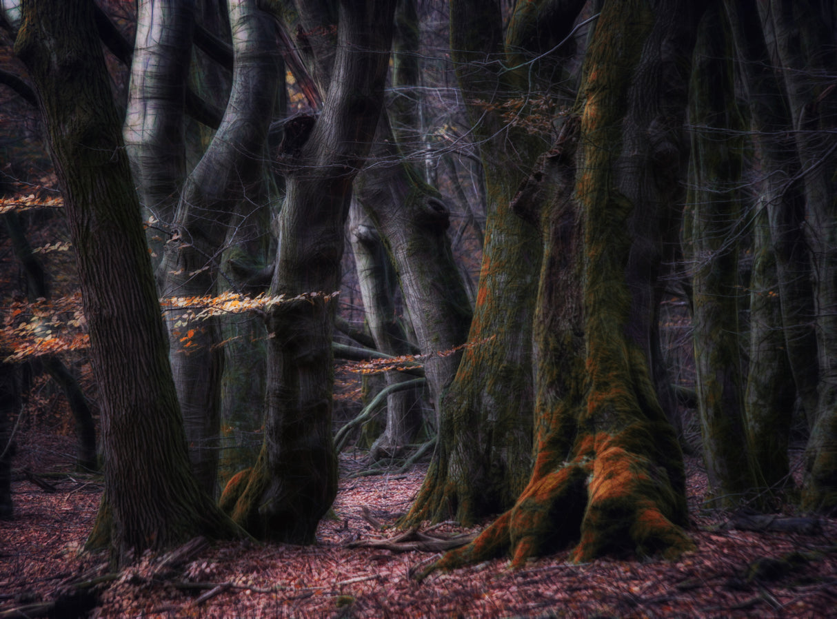 The forest of dancing trees Poster och Canvastavla