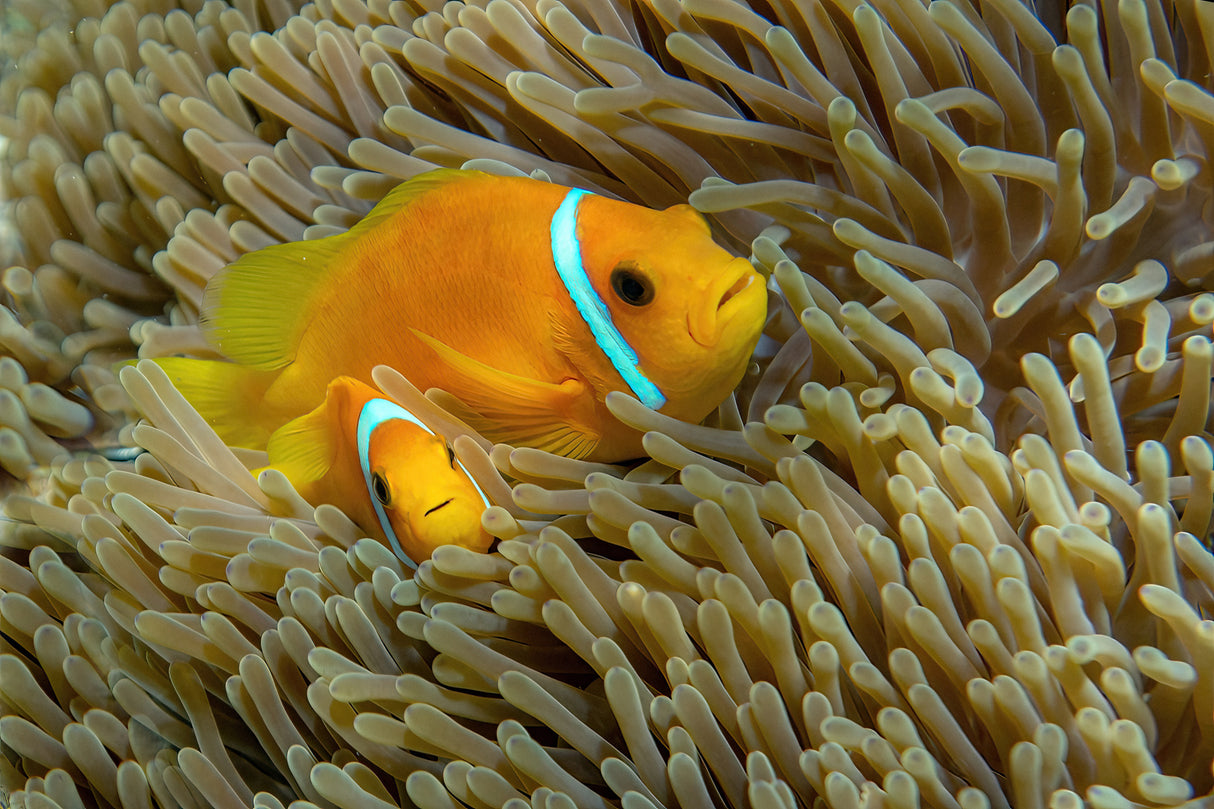 Clowfishes Poster och Canvastavla