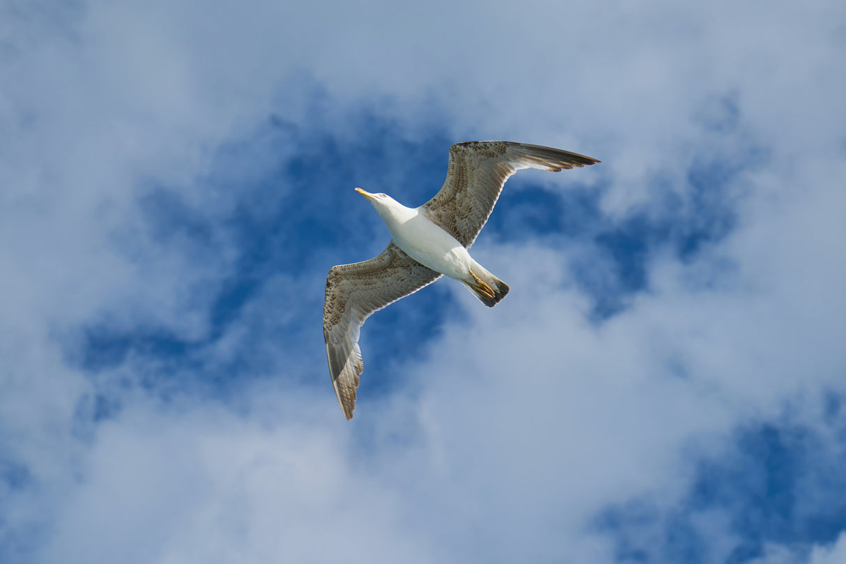 flying seagull Poster och Canvastavla