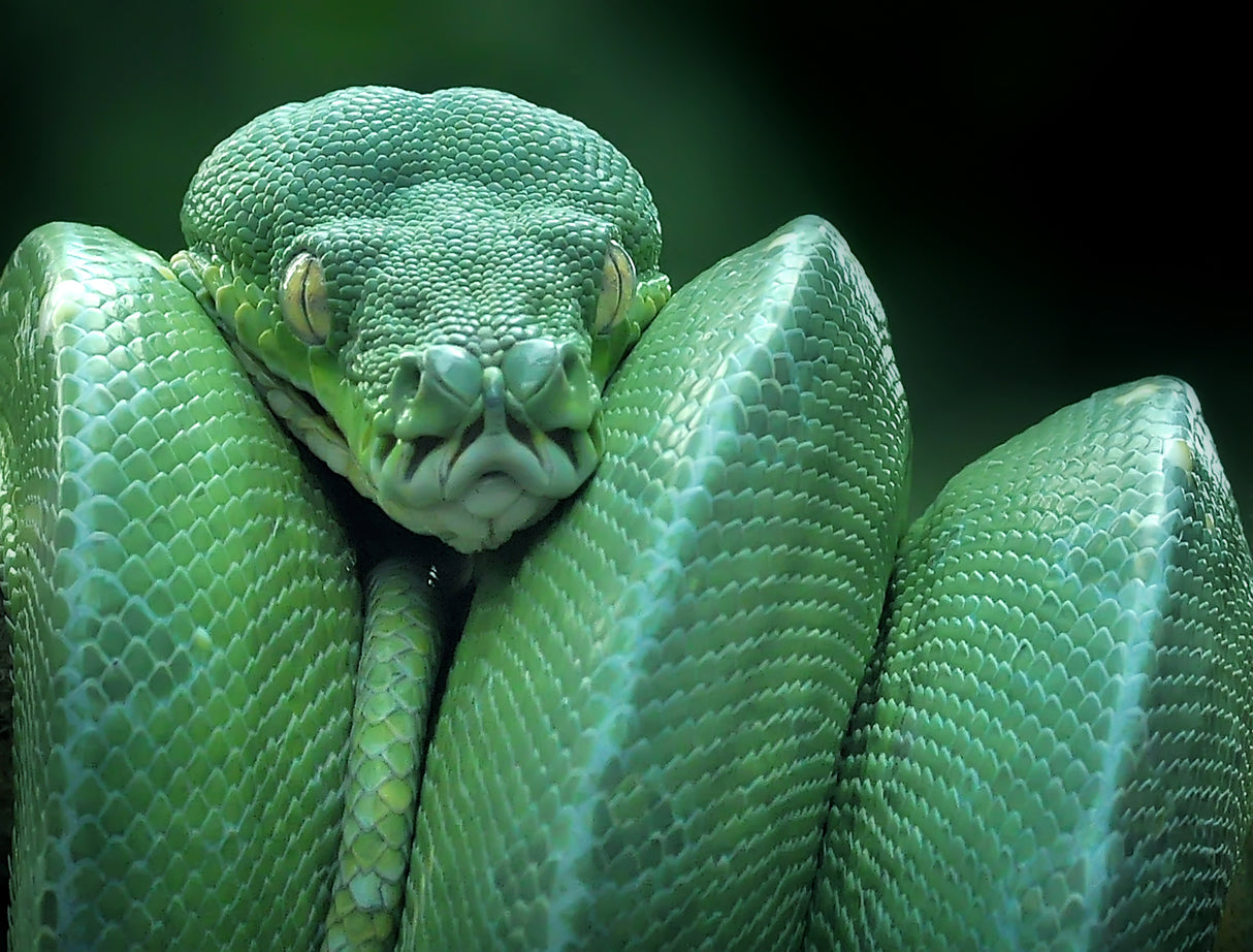 snake (GTP / Green Tree Python) Poster och Canvastavla