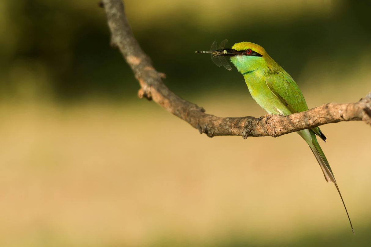 Bee-eater with kill Poster och Canvastavla