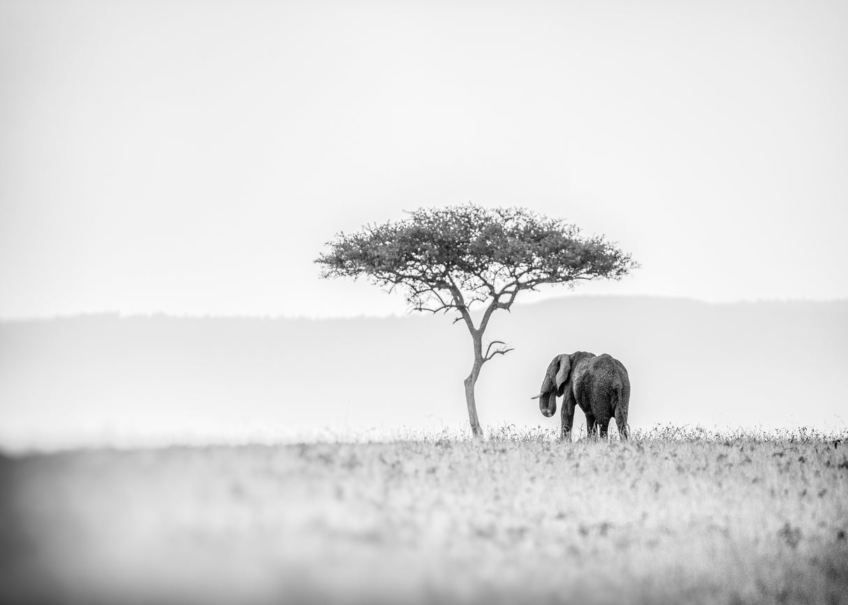 UMBRELLA THORN Poster och Canvastavla