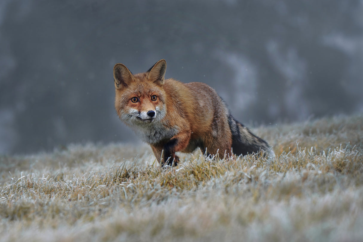 Red fox Poster och Canvastavla