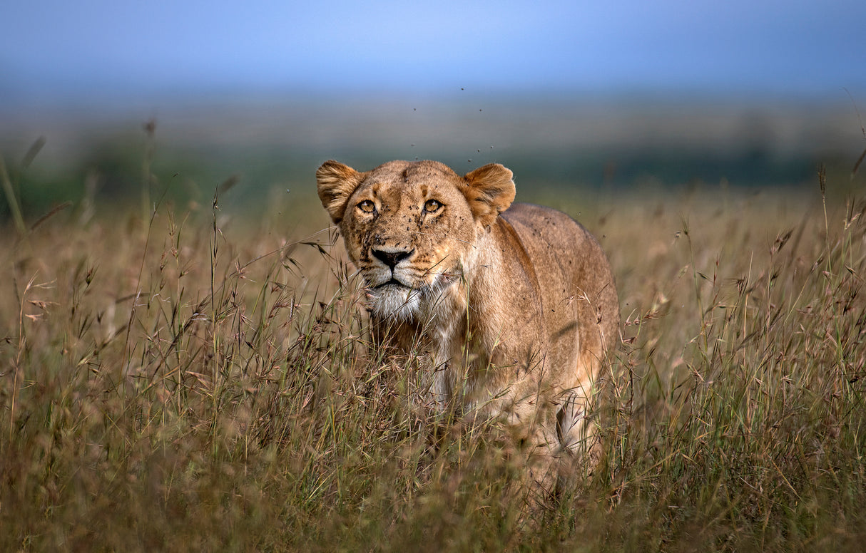 On the prowl Poster och Canvastavla