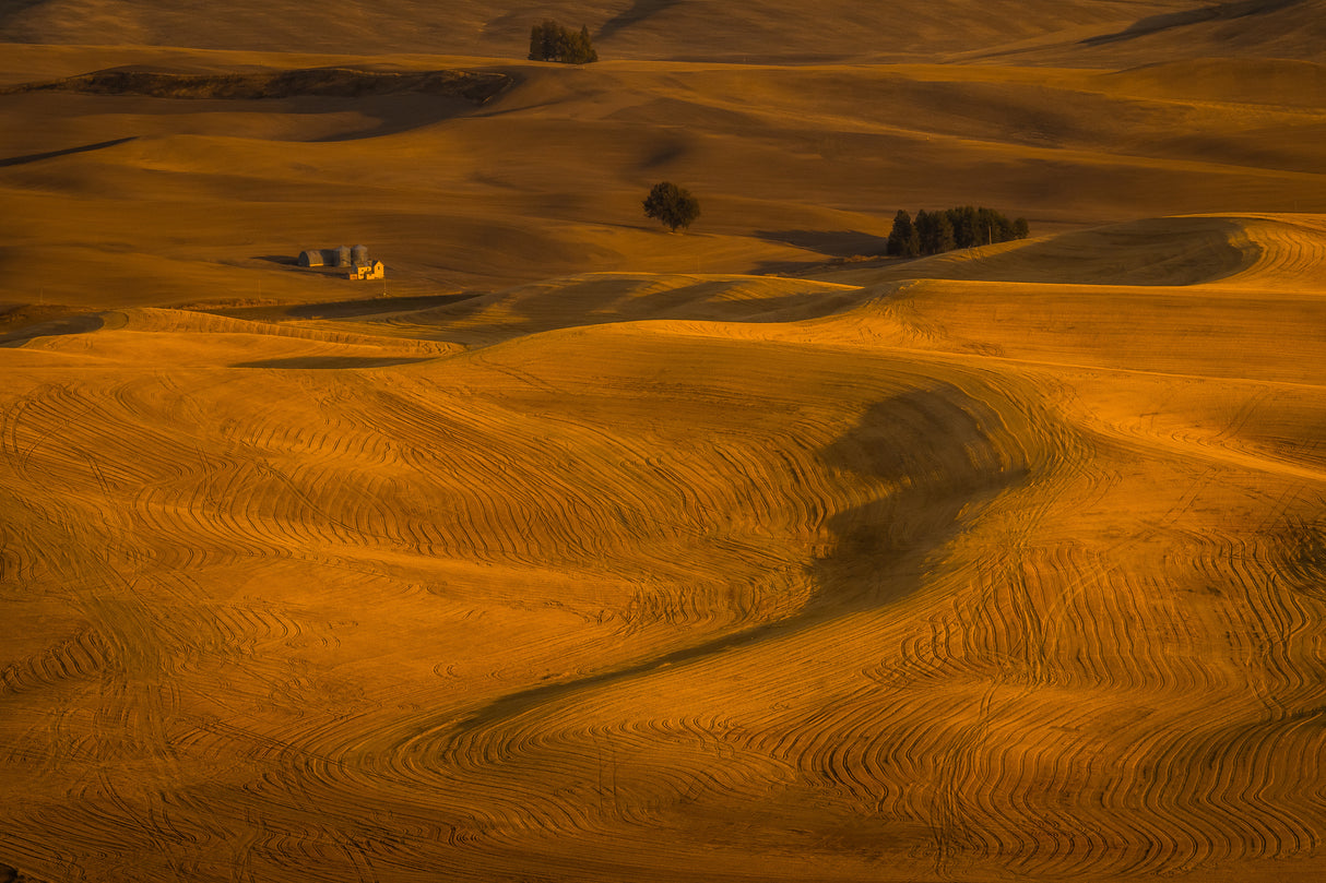 Wheat Field in Sunset Poster och Canvastavla