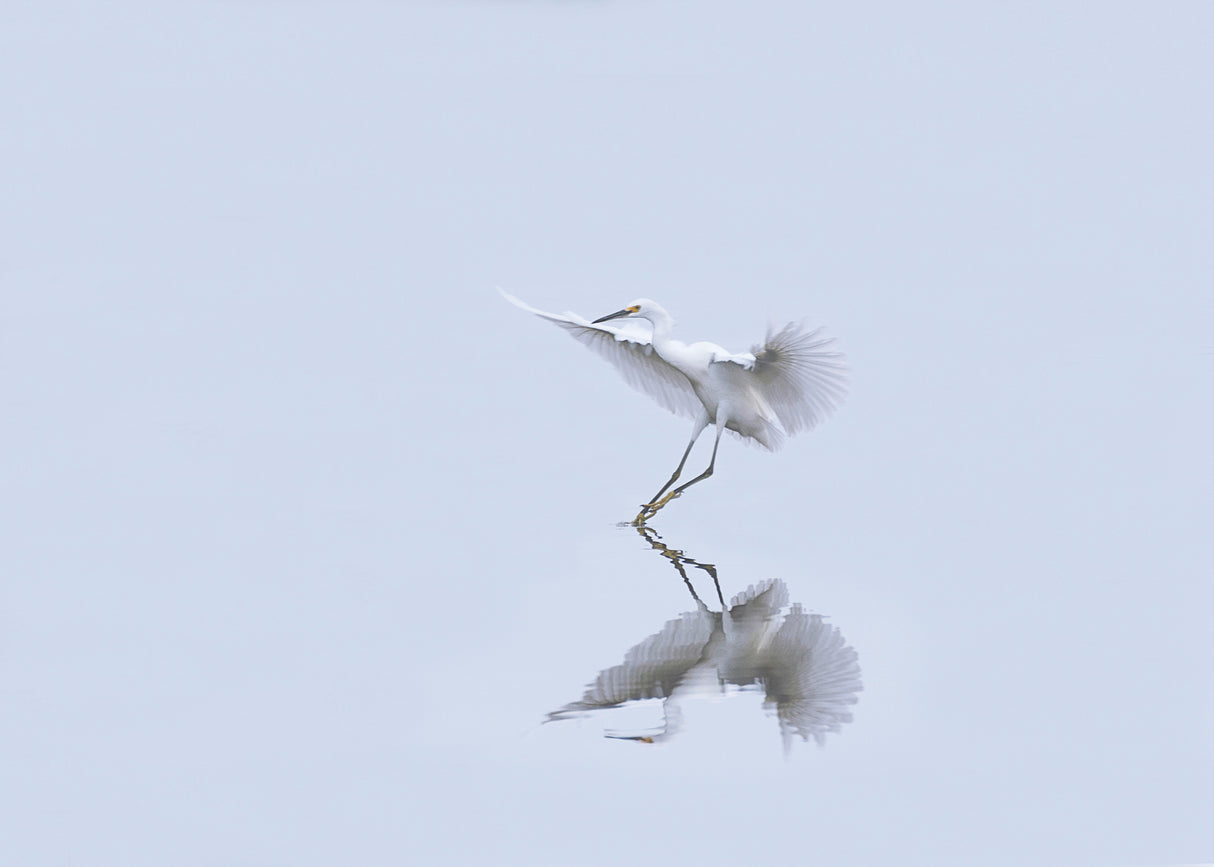 Elegant Reflection Poster och Canvastavla
