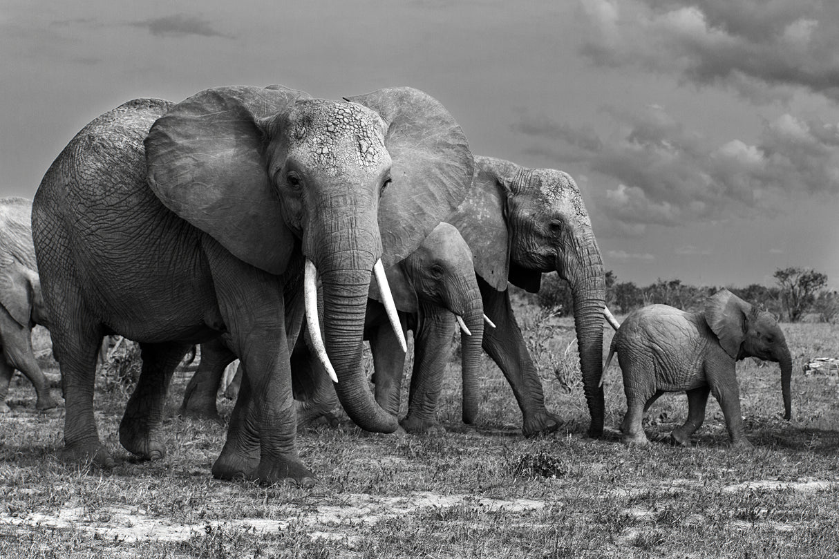 Elephants family Poster och Canvastavla