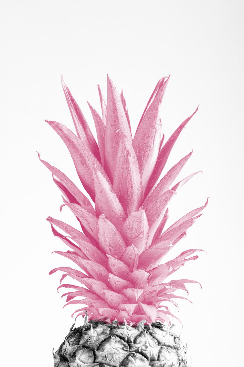 Pinapple Pink 03 Poster och Canvastavla