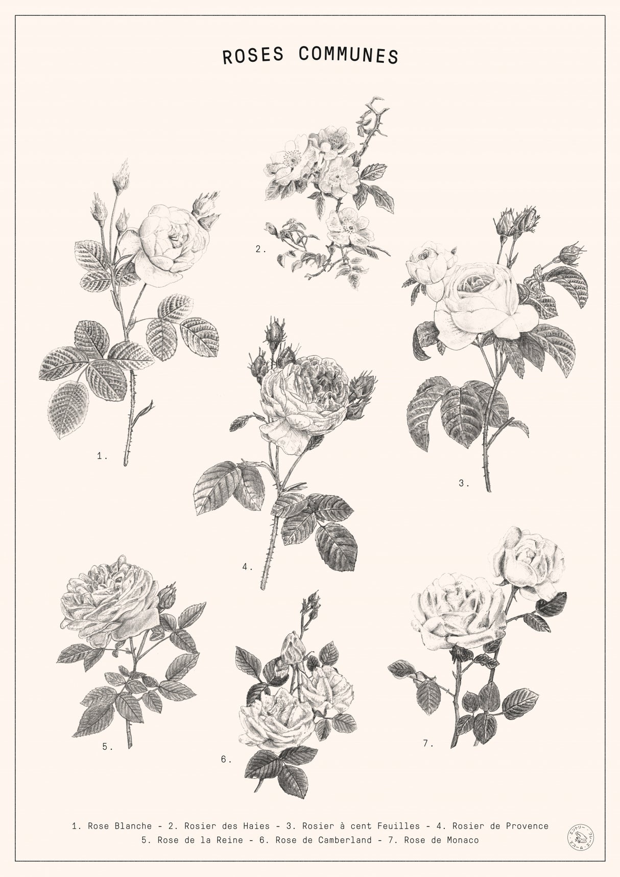 Roses Poster och Canvastavla