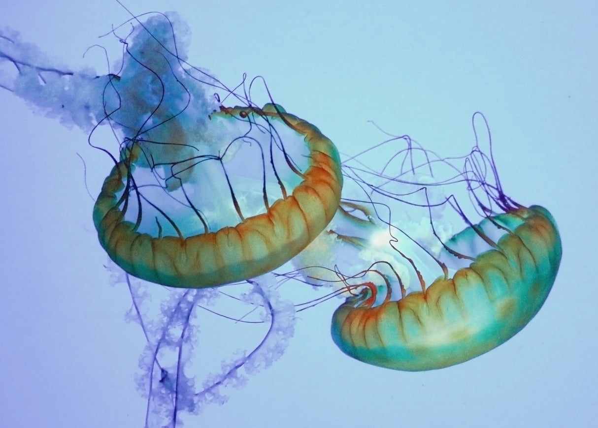 Underwater Ballet Poster och Canvastavla