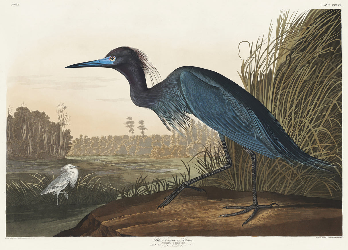 Blue Crane or Heron From Birds of America (1827) Poster och Canvastavla