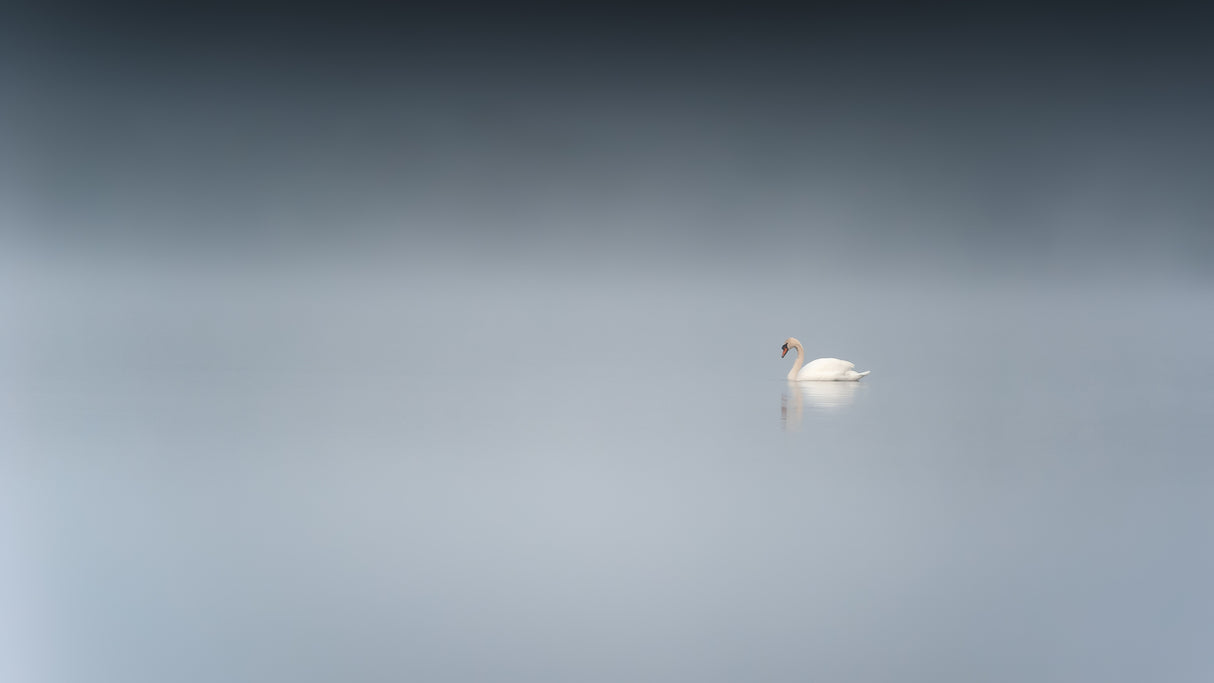 The sad swan Poster och Canvastavla