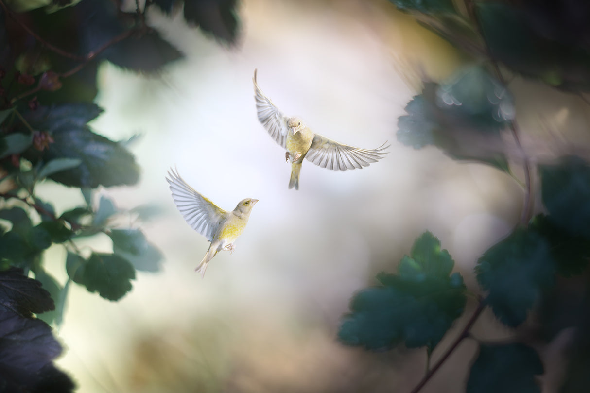 Bird Poster och Canvastavla