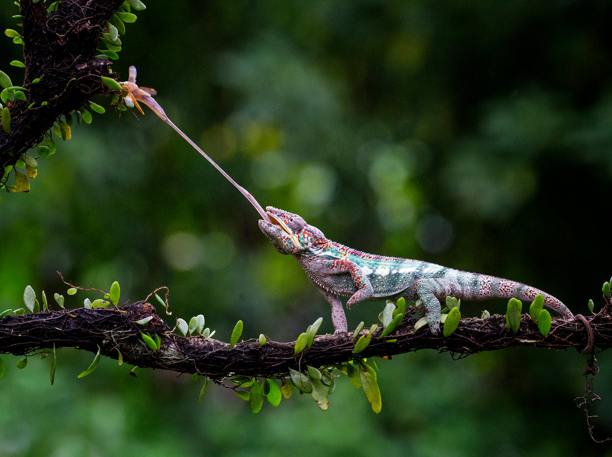 Panther Chameleon Poster och Canvastavla