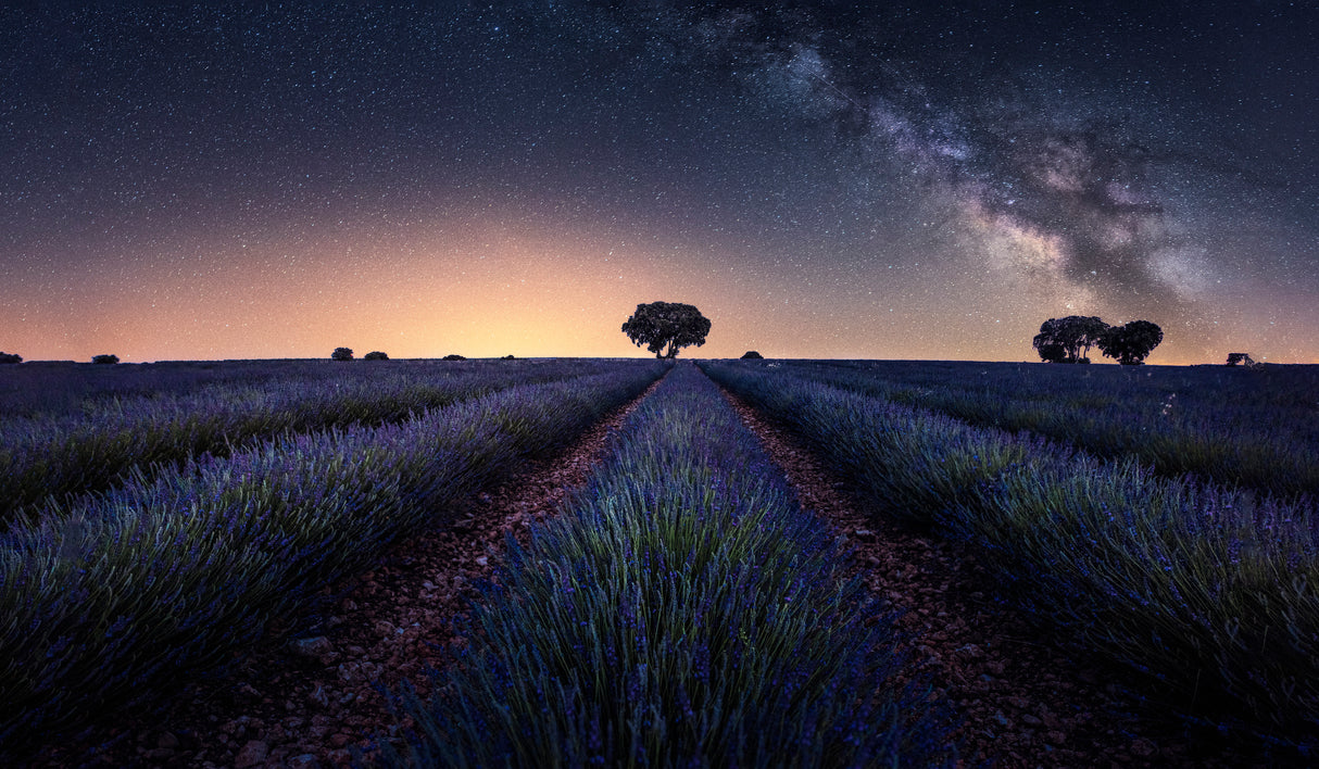 Lavender fields Poster och Canvastavla