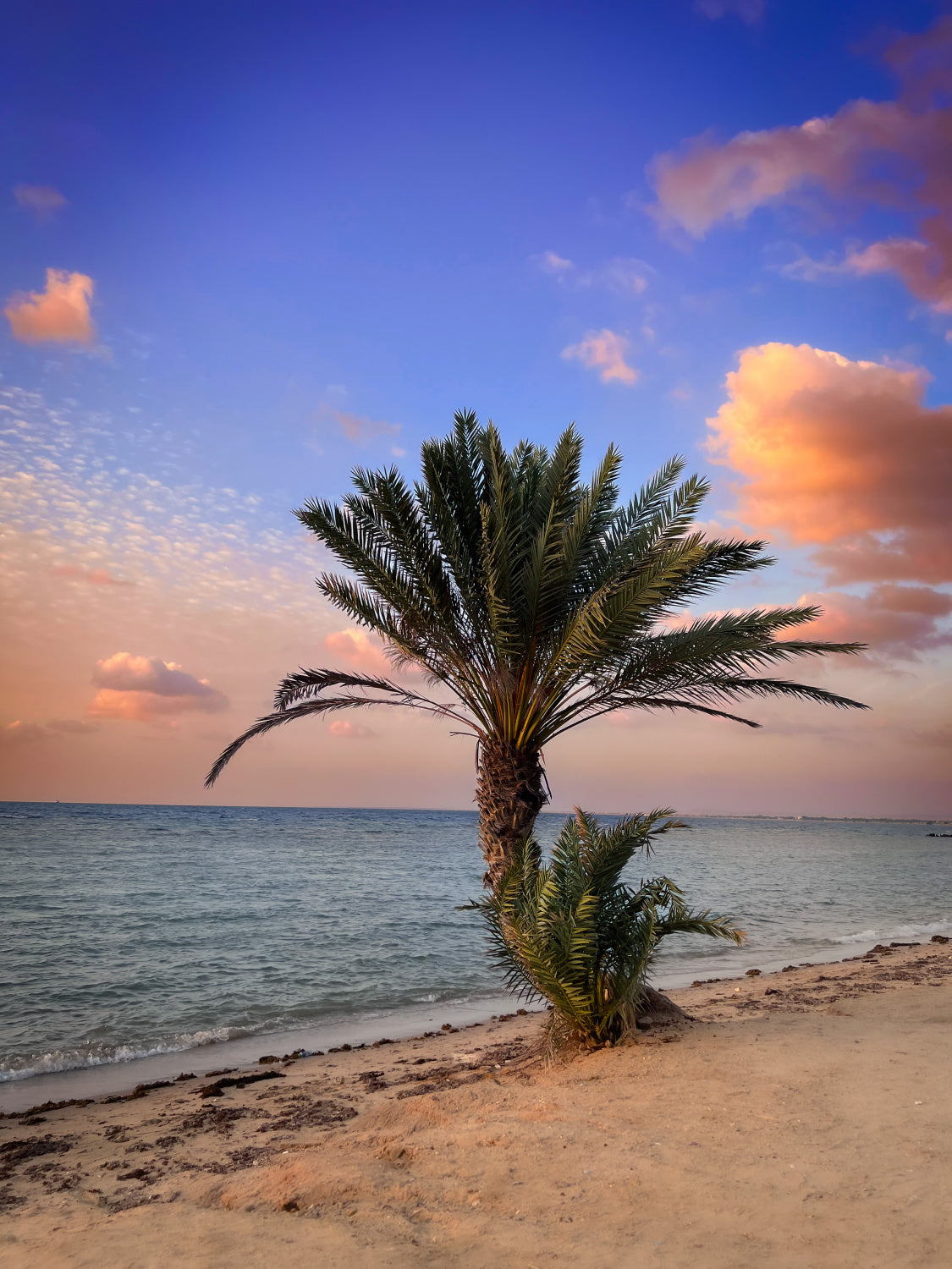 palm beach Poster och Canvastavla