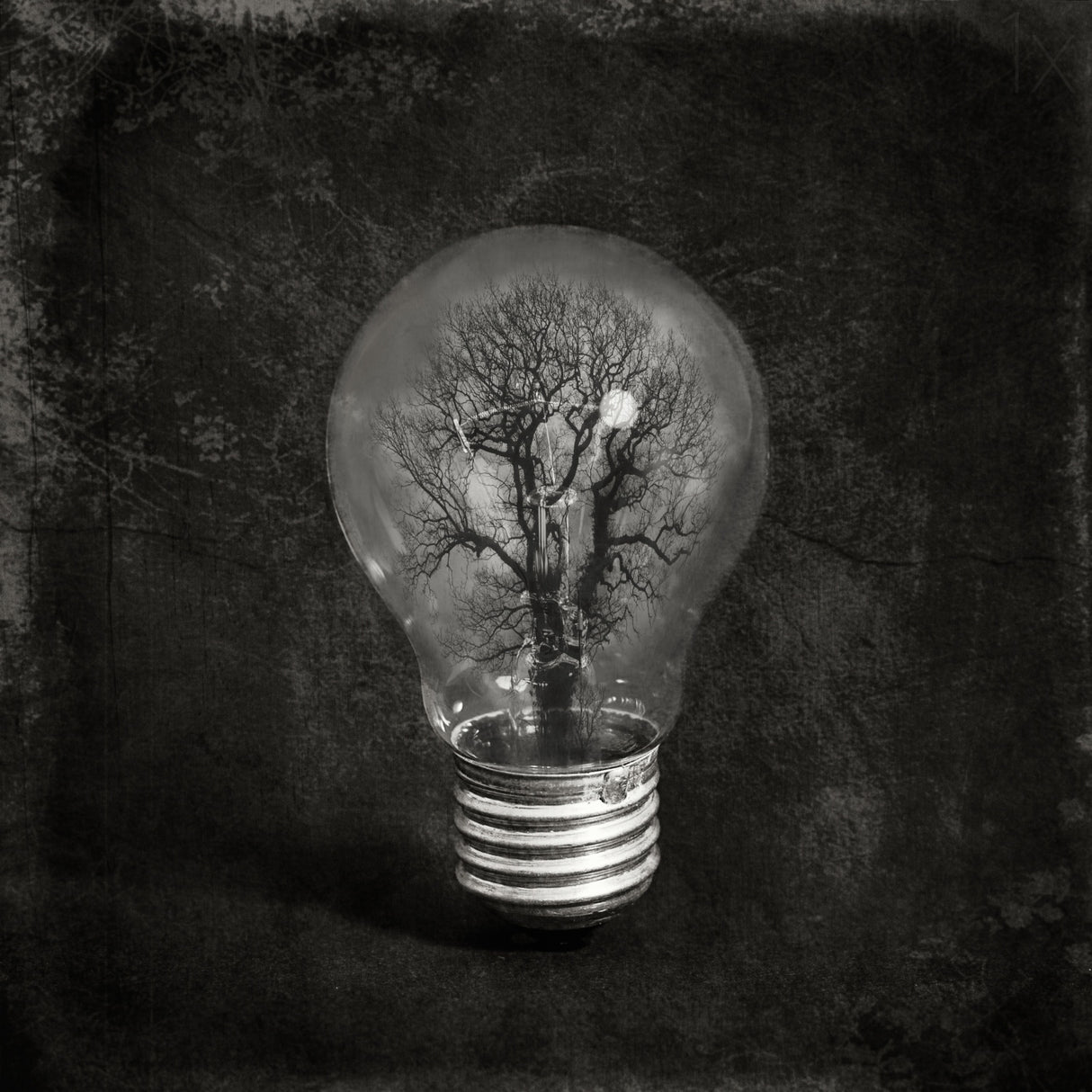 the tree Poster och Canvastavla
