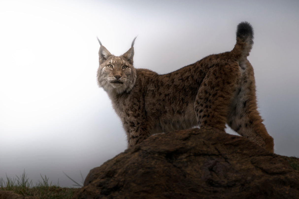Lynx in the mist. Poster och Canvastavla