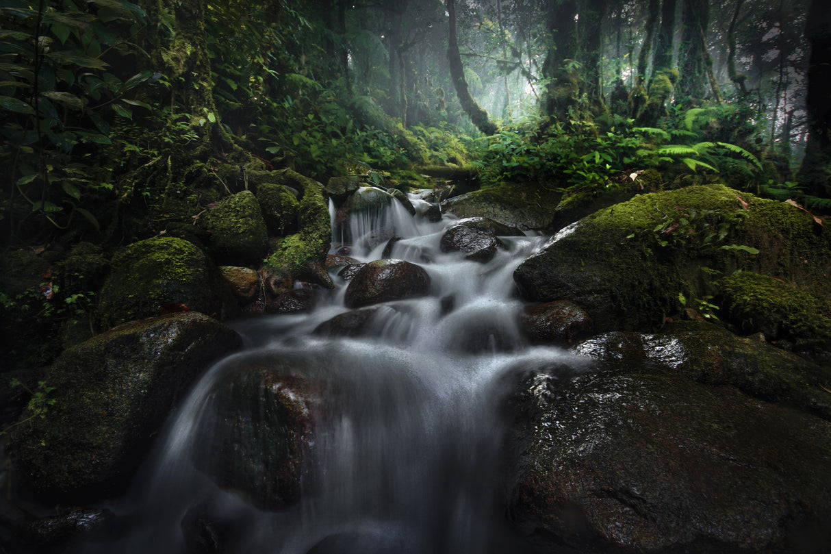 Borneo Rainforest Poster och Canvastavla