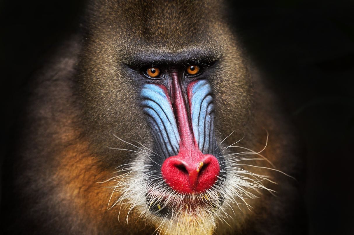 Wild Mandrill in Black Poster och Canvastavla