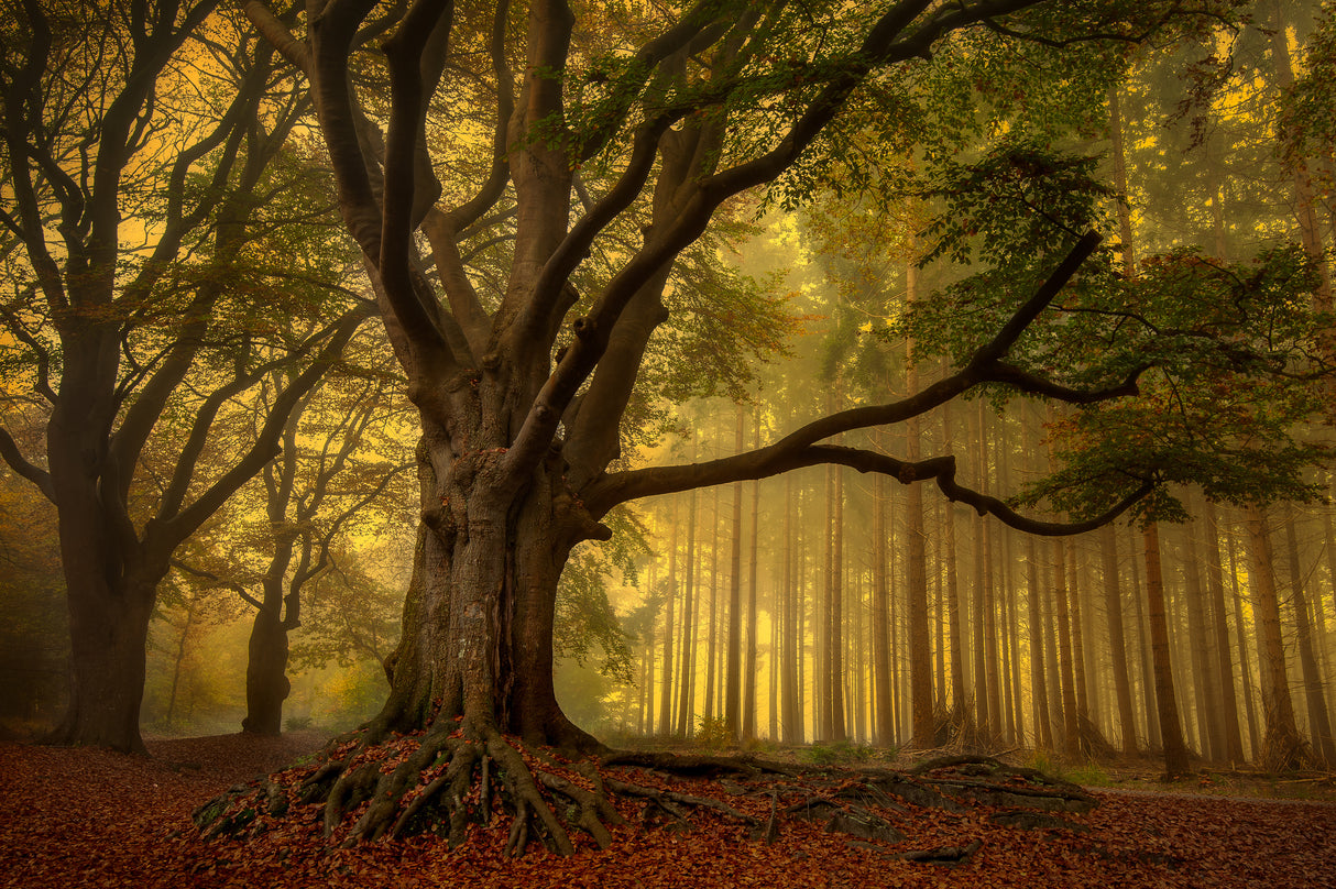 Old tree...... Poster och Canvastavla