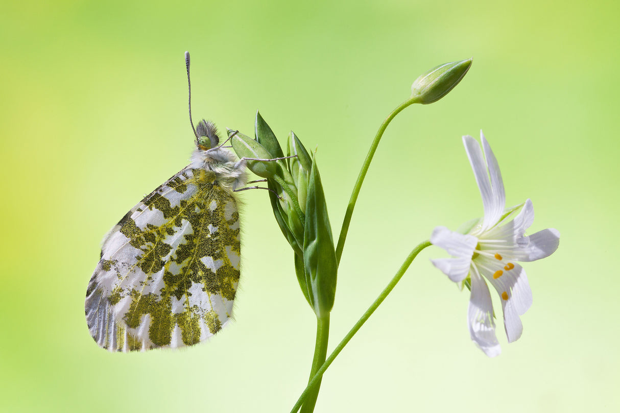 Anthocharis cardamines Poster och Canvastavla