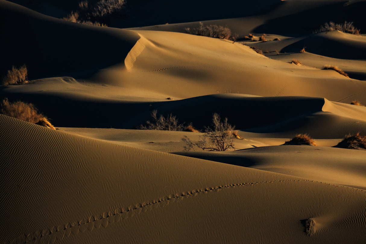 footprints Poster och Canvastavla