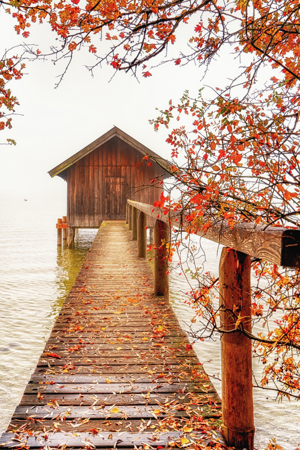 Autumn colours Poster och Canvastavla