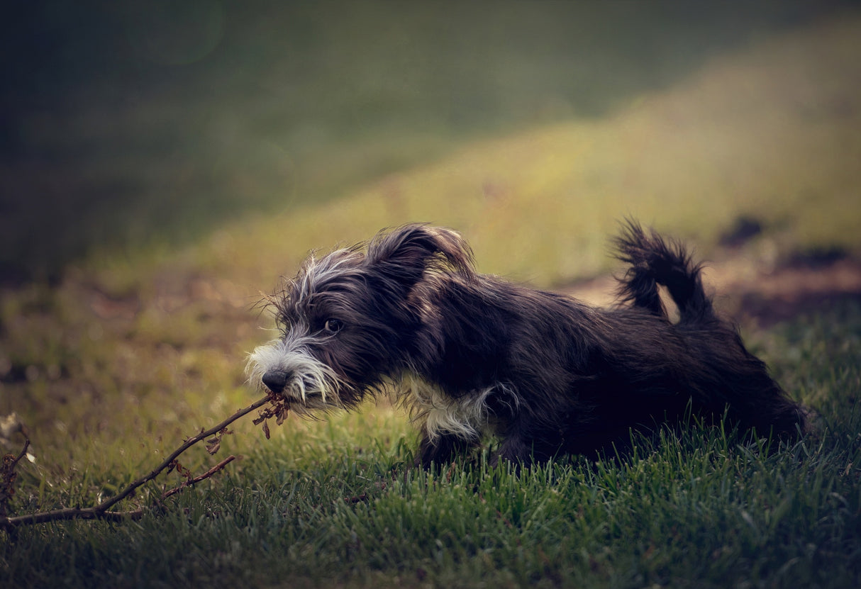 Puppy Poster och Canvastavla