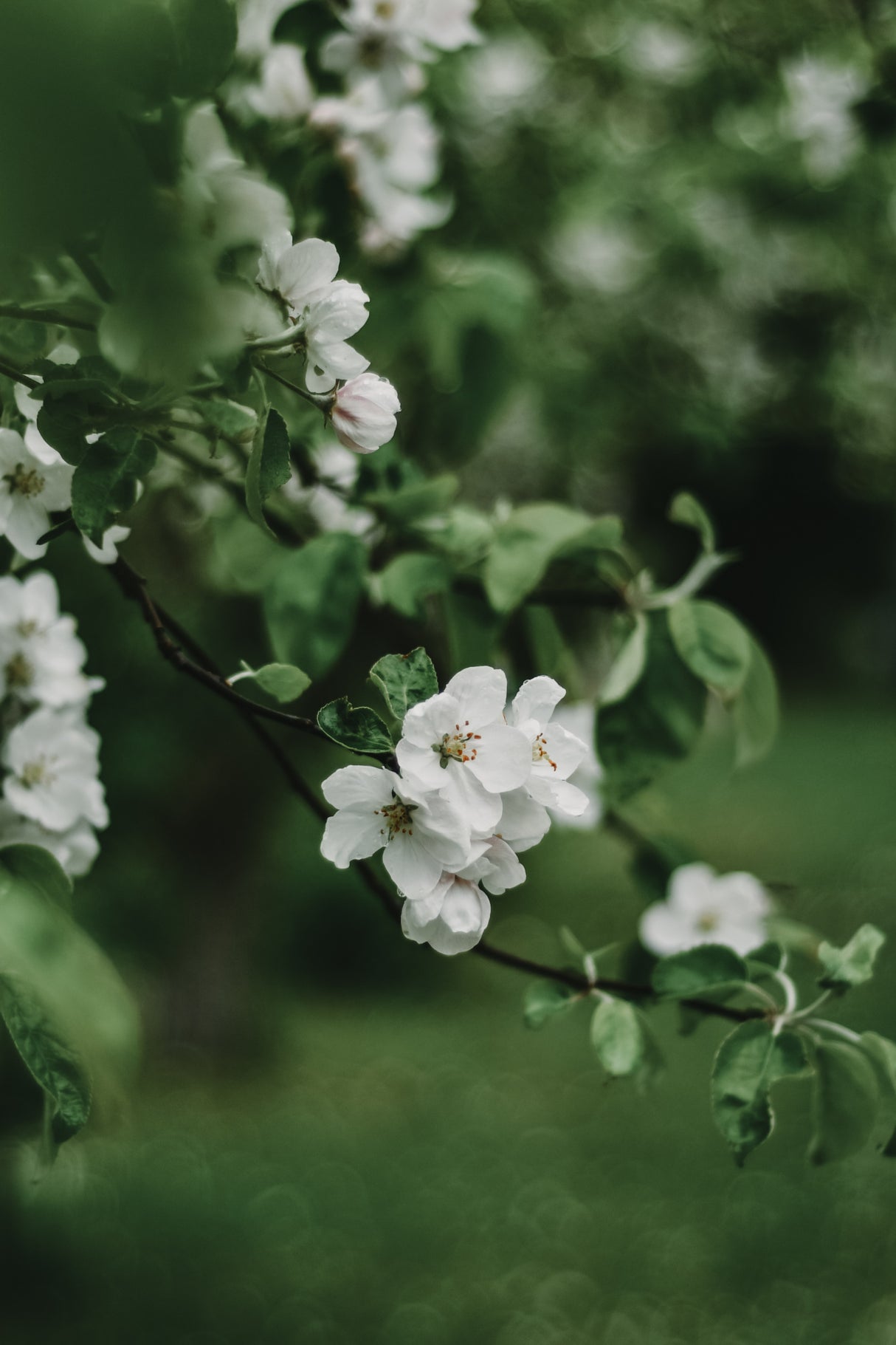 Spring Series - Apple Blossoms in the Rain 7/12 Poster och Canvastavla