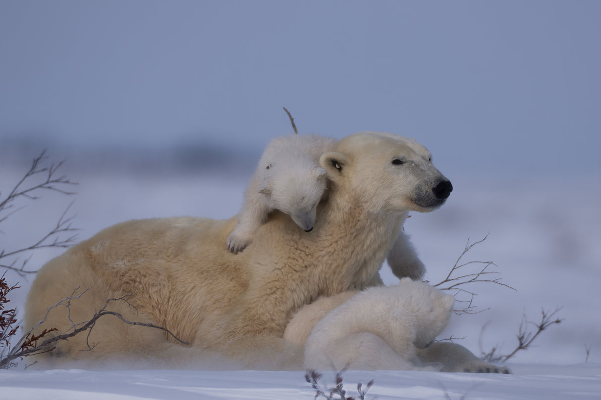 Mum and Cubs Poster och Canvastavla