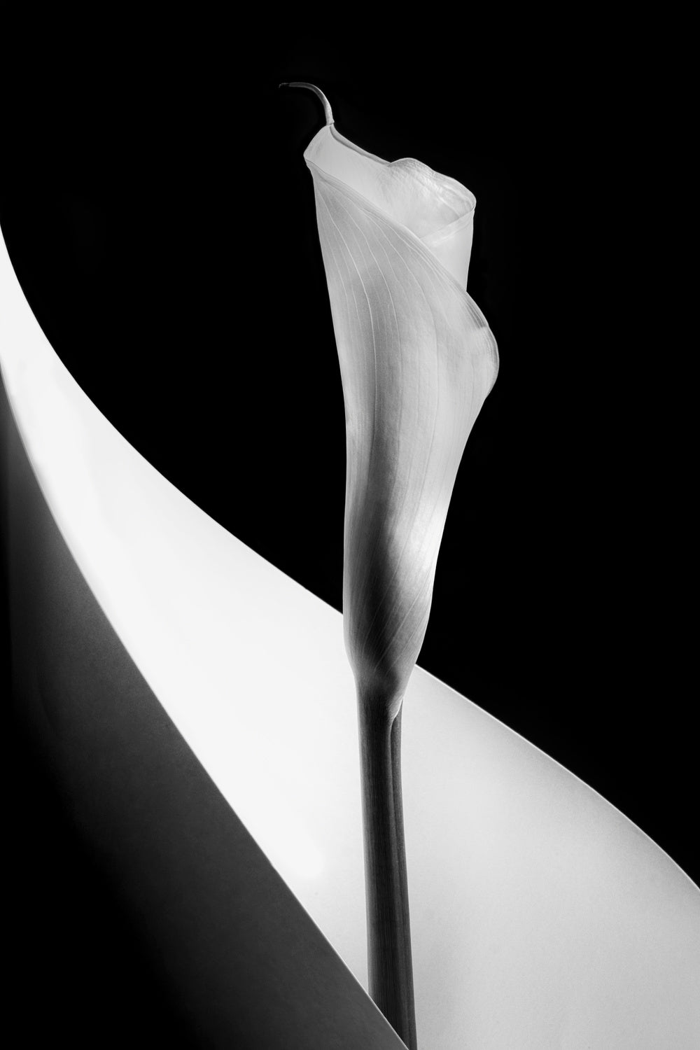 Calla lily Poster och Canvastavla