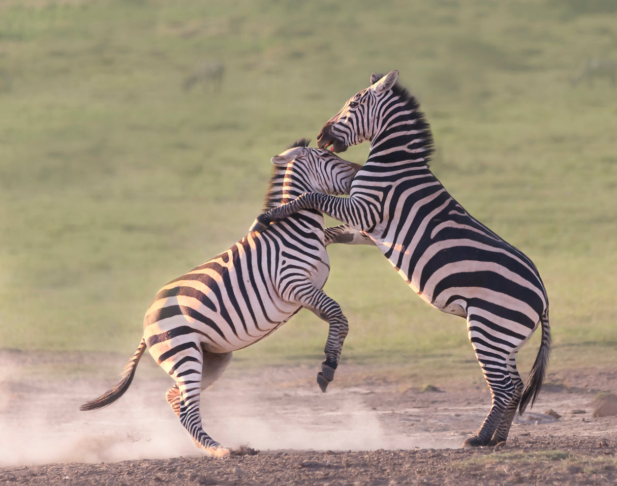 zebras fighting Poster och Canvastavla