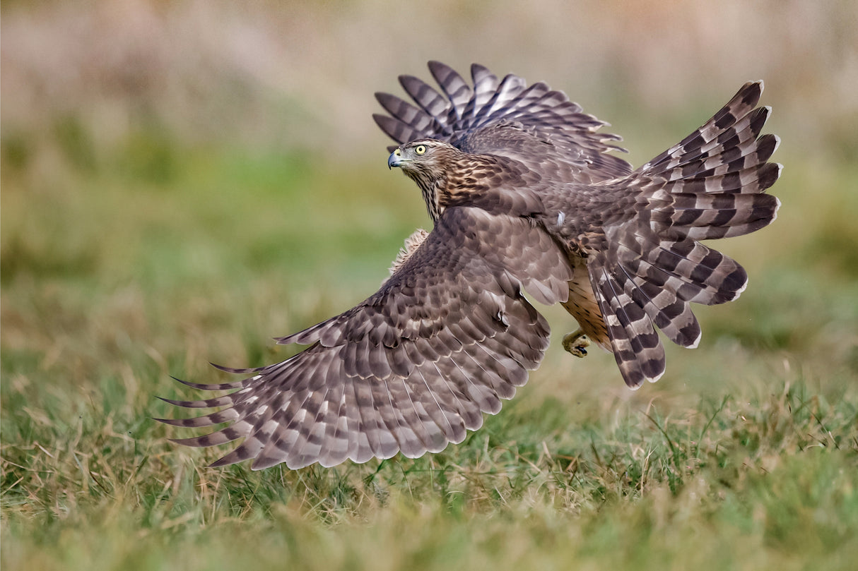 Hawk Poster och Canvastavla