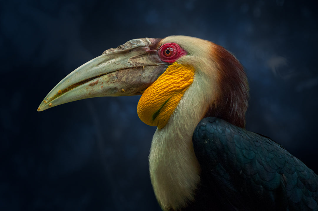 Hornbill Poster och Canvastavla