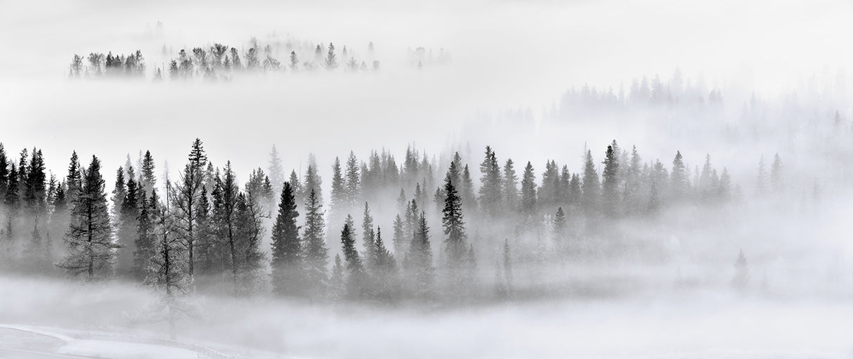 Foggy Forest Poster och Canvastavla