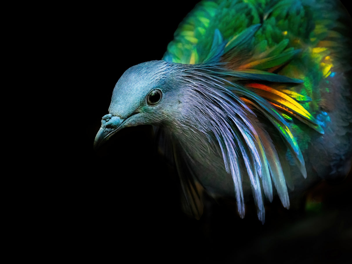 Curiosity Poster och Canvastavla