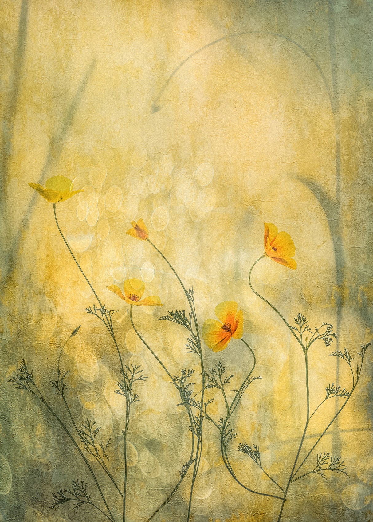 Orange fairies Poster och Canvastavla