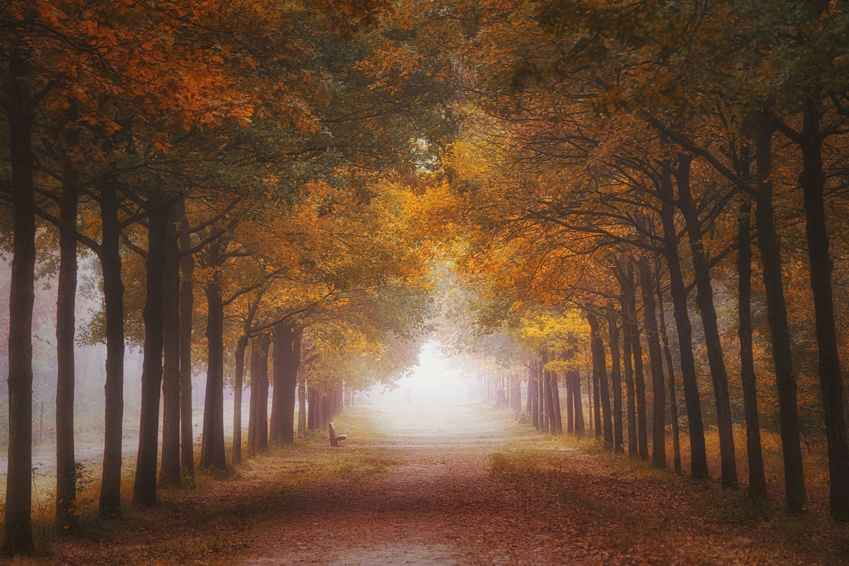 Foggy autumn dream Poster och Canvastavla