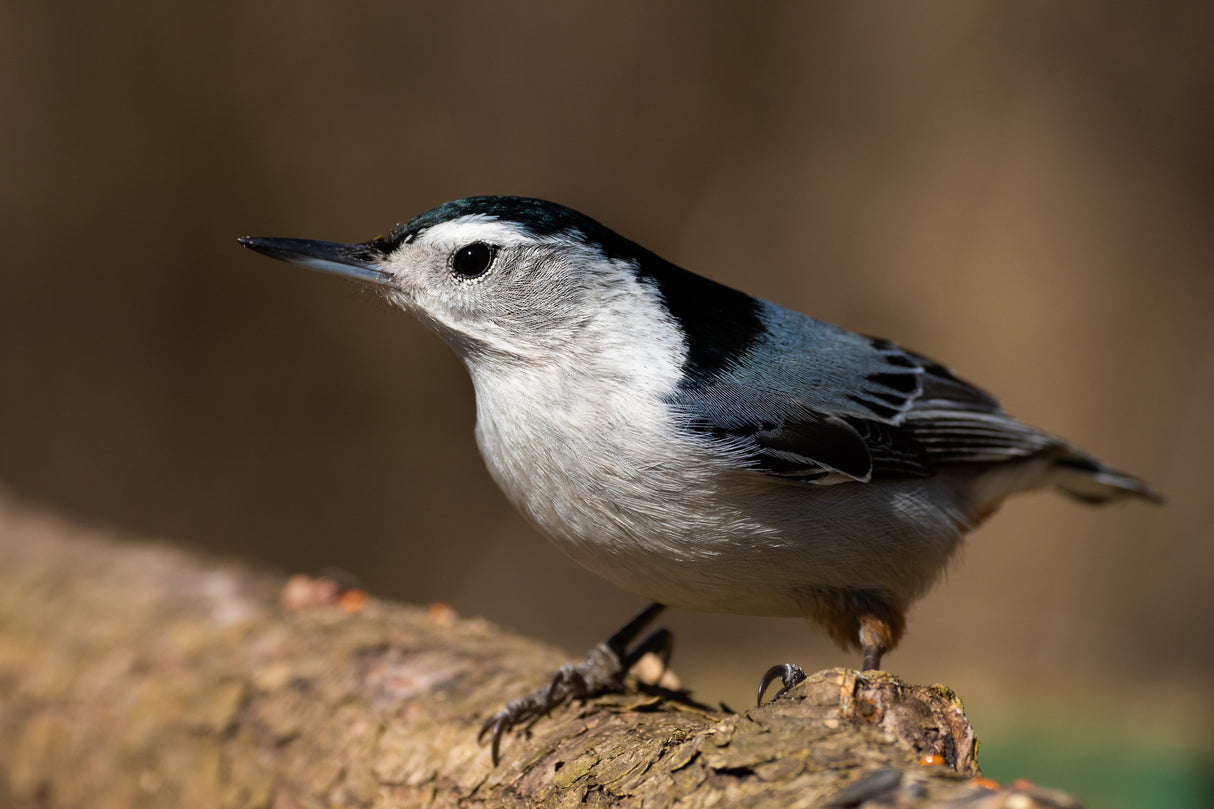 Nut-hatch Poster och Canvastavla